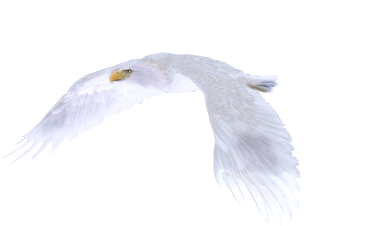 http://www.fabledwhiteeagle.com/images/eagle-flying.png